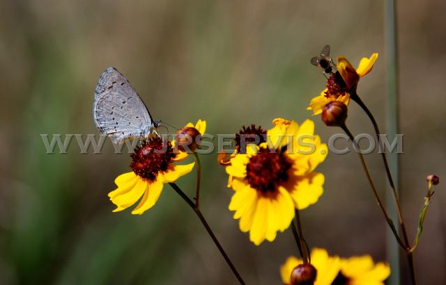 Gray Butterfly w flowers.jpg